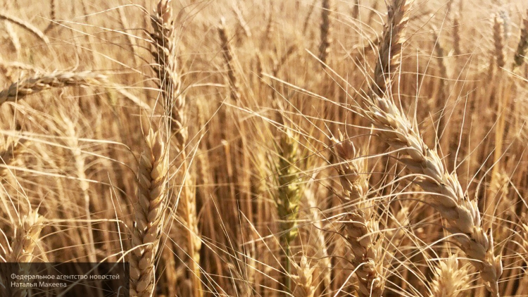 Британские фермеры терпят убытки из-за зерновых маневров России 