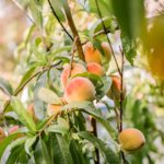 Как посадить персико